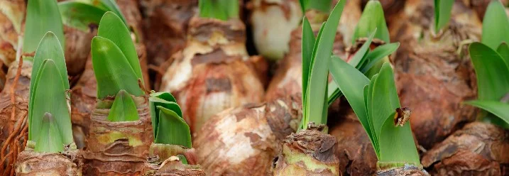 Blühende Amaryllis Zwiebeln